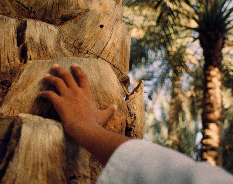 عام الاستدامة