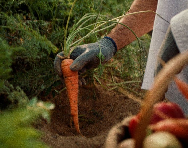 عام الاستدامة